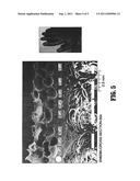 Lightweight Thin Flexible Polymer Coated Glove and a Method Therefor diagram and image