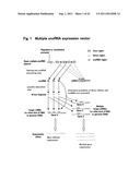 TARGETED MODULATION OF GENE EXPRESSION diagram and image