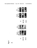 TARGETED MODULATION OF GENE EXPRESSION diagram and image