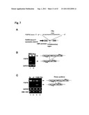 TARGETED MODULATION OF GENE EXPRESSION diagram and image