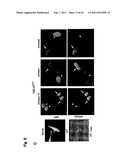 TARGETED MODULATION OF GENE EXPRESSION diagram and image