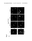 TARGETED MODULATION OF GENE EXPRESSION diagram and image