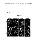 TARGETED MODULATION OF GENE EXPRESSION diagram and image