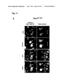 TARGETED MODULATION OF GENE EXPRESSION diagram and image