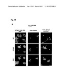 TARGETED MODULATION OF GENE EXPRESSION diagram and image