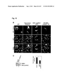 TARGETED MODULATION OF GENE EXPRESSION diagram and image