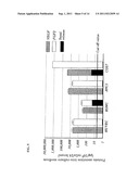 PARAMYXOVIRUS VECTOR ENCODING ANGIOGENESIS GENE AND USE THEREOF diagram and image