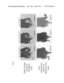 PARAMYXOVIRUS VECTOR ENCODING ANGIOGENESIS GENE AND USE THEREOF diagram and image