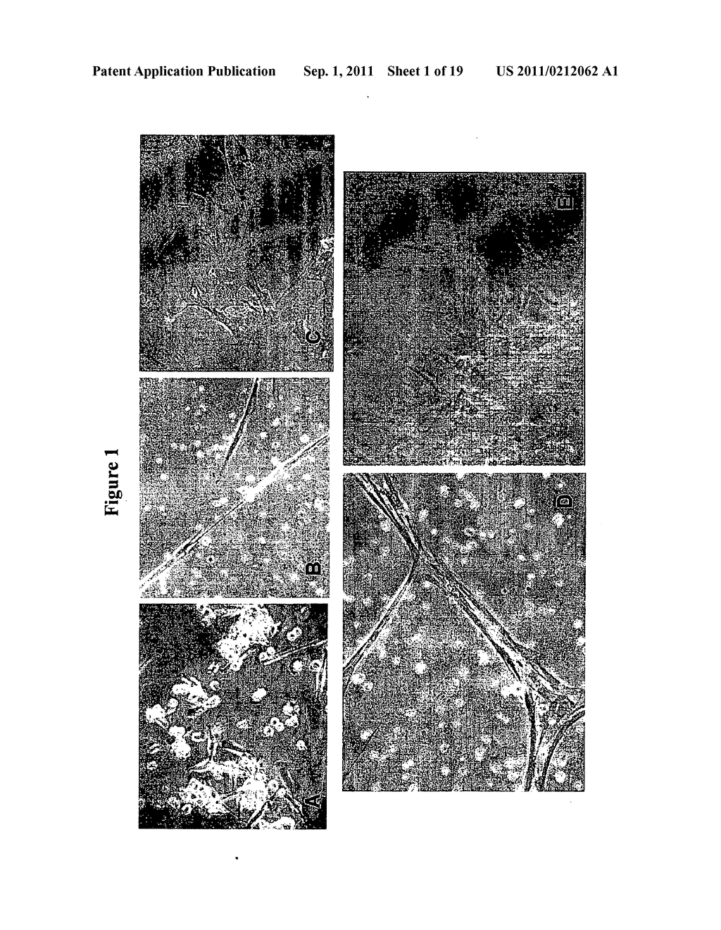 COMPOSITIONS AND METHODS USING STEM CELLS IN CUTANEOUS WOUND HEALING - diagram, schematic, and image 02