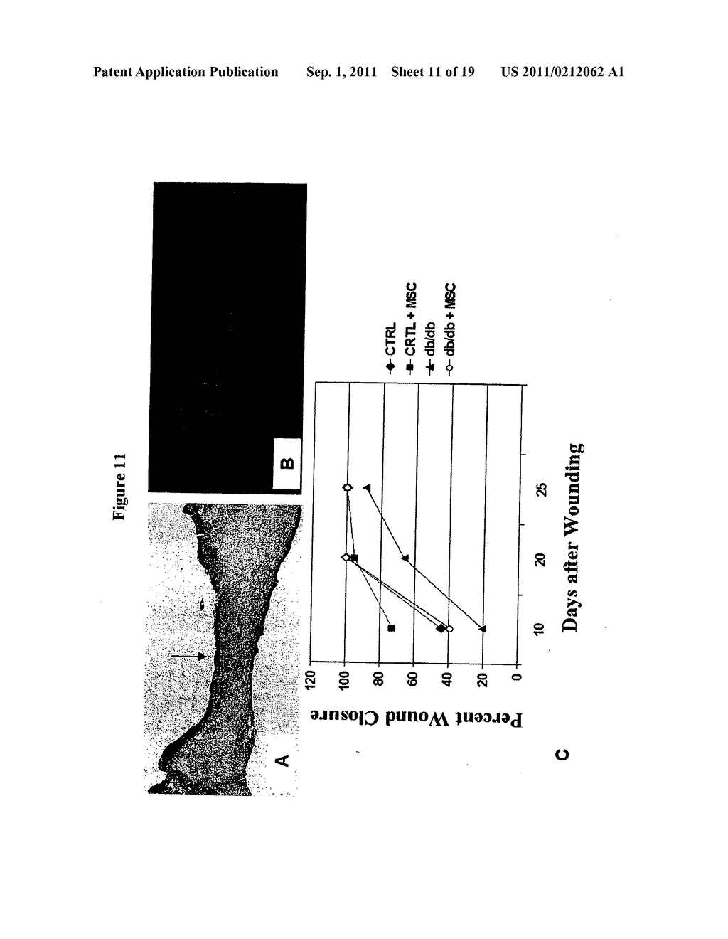 COMPOSITIONS AND METHODS USING STEM CELLS IN CUTANEOUS WOUND HEALING - diagram, schematic, and image 12