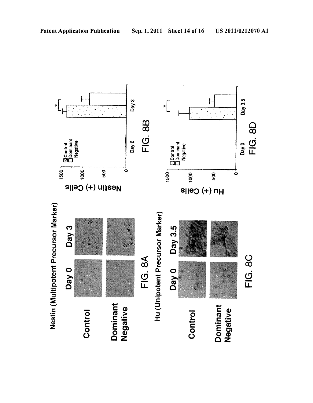 METHODS OF DIFFERENTIATING AND PROTECTING CELLS BY MODULATING THE P38/MEF2     PATHWAY - diagram, schematic, and image 15