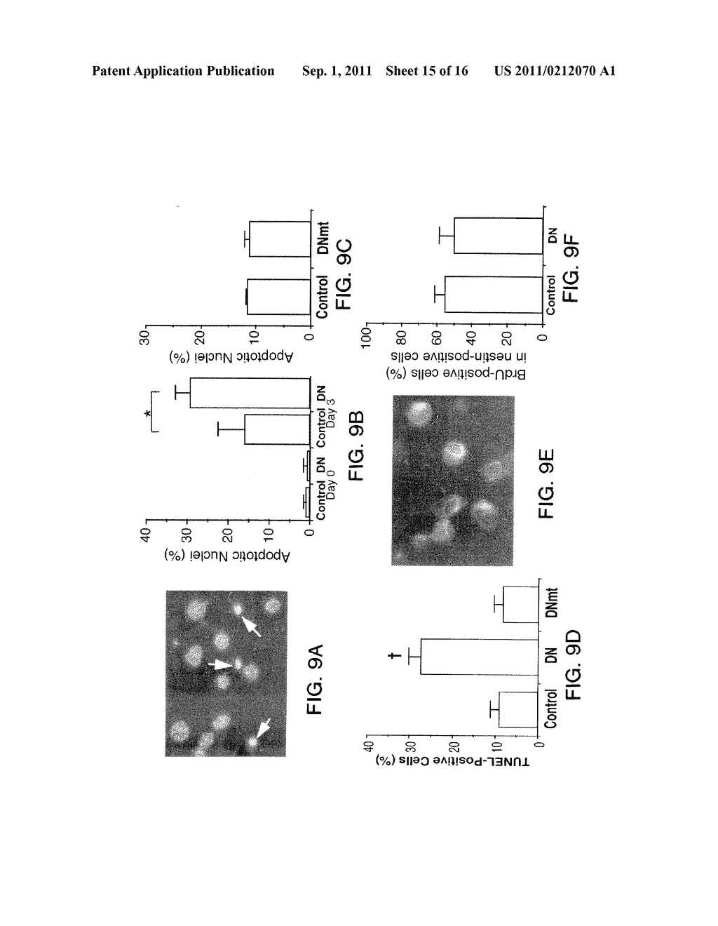 METHODS OF DIFFERENTIATING AND PROTECTING CELLS BY MODULATING THE P38/MEF2     PATHWAY - diagram, schematic, and image 16