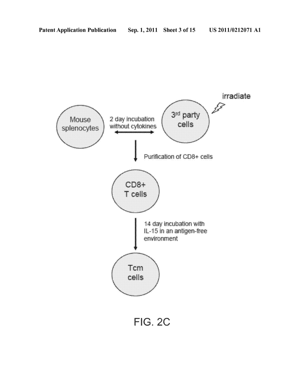 ANTI THIRD PARTY CENTRAL MEMORY T CELLS, METHODS OF PRODUCING SAME AND USE     OF SAME IN TRANSPLANTATION AND DISEASE TREATMENT - diagram, schematic, and image 04