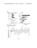 Novel Melanoma Antigen Peptide and Uses Thereof diagram and image