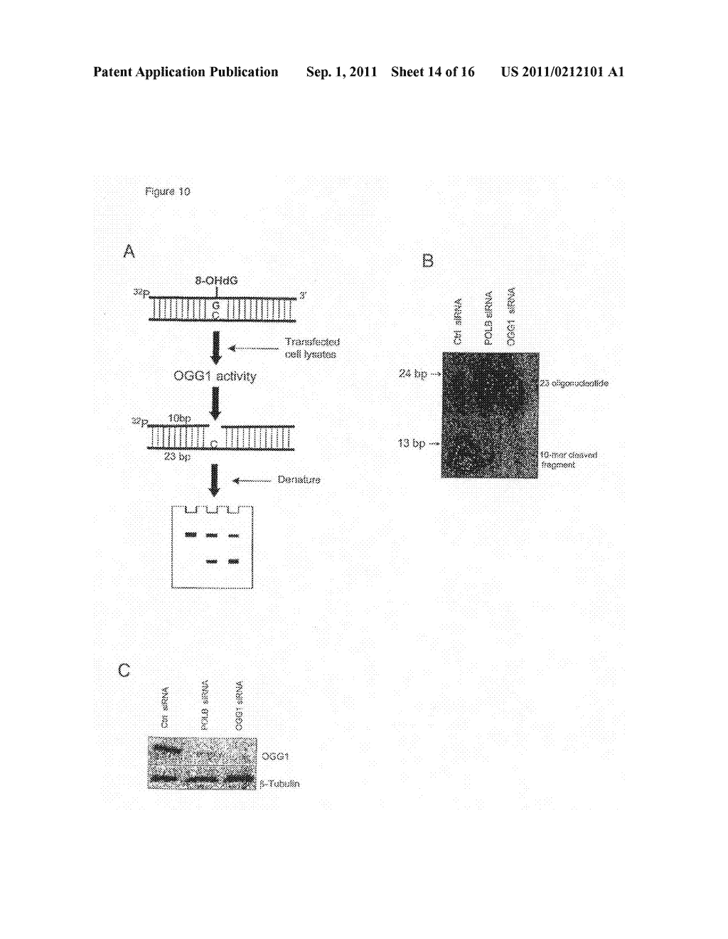 MATERIALS AND METHODS FOR EXPLOITING SYNTHETIC LETHALITY IN MISMATCH     REPAIR-DEFICIENT CANCERS - diagram, schematic, and image 15