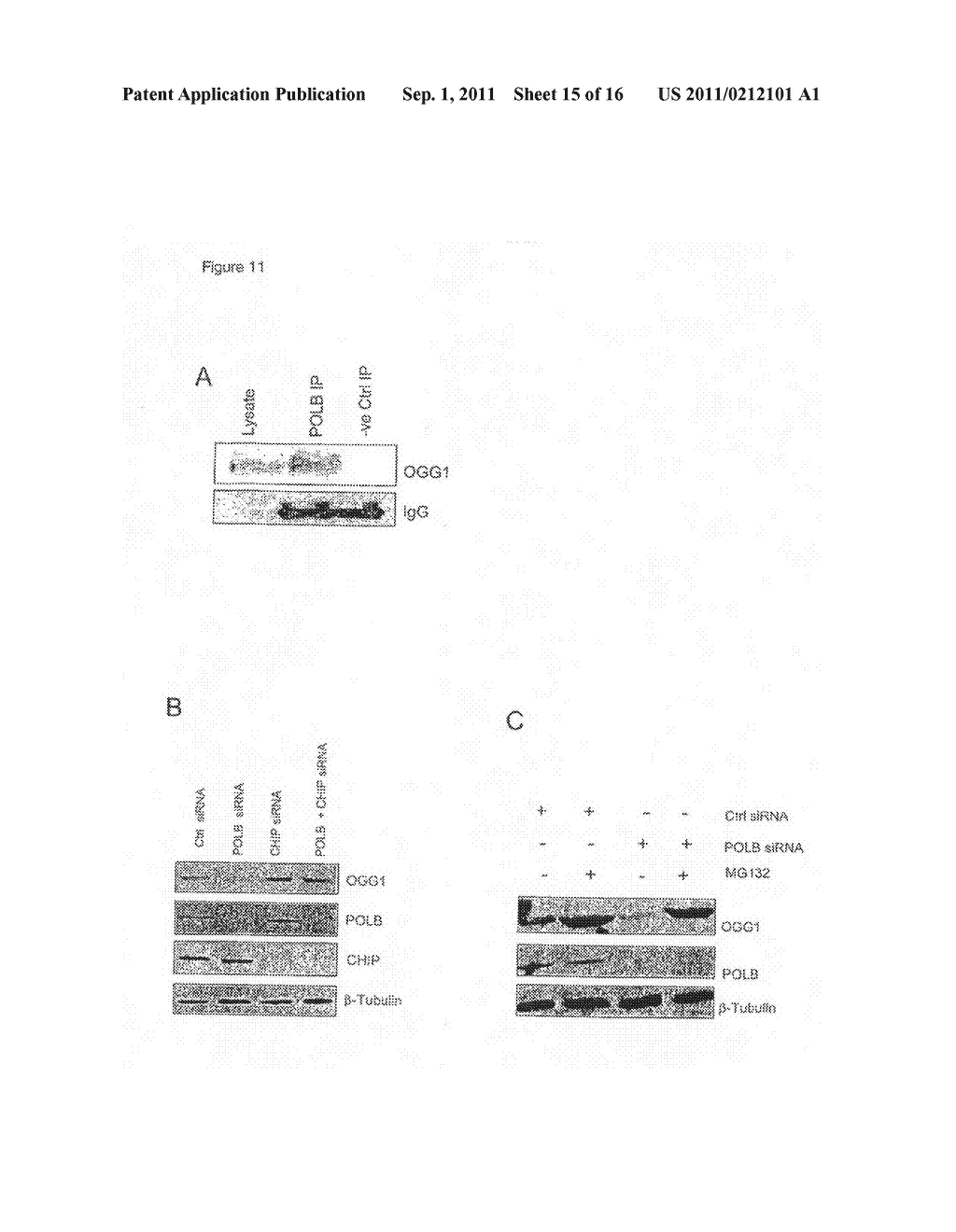 MATERIALS AND METHODS FOR EXPLOITING SYNTHETIC LETHALITY IN MISMATCH     REPAIR-DEFICIENT CANCERS - diagram, schematic, and image 16