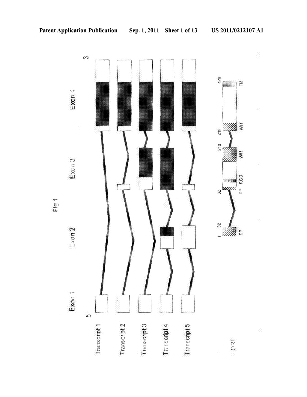 Juvenile hemochromatosis gene (HFE2A) cleavage products and uses thereof - diagram, schematic, and image 02