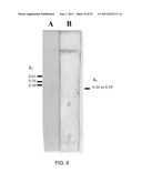 Monoclonal Antibody SC104 and Derivative Thereof Specifically Binding to a     Sialyltetraosyl Carbohydrate as a Potential Anti-Tumor Therapeutic Agent diagram and image