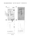 Monoclonal Antibody SC104 and Derivative Thereof Specifically Binding to a     Sialyltetraosyl Carbohydrate as a Potential Anti-Tumor Therapeutic Agent diagram and image