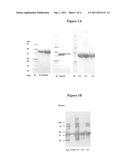 RECOMBINANT CHIMERIC ANTIGENS FOR DIAGNOSIS AND PREVENTION OF SCRUB TYPHUS diagram and image