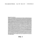 POLYNUCLEOTIDES ENCODING ANTIGENIC HIV TYPE C POLYPEPTIDES, POLYPEPTIDES     AND USES THEREOF diagram and image