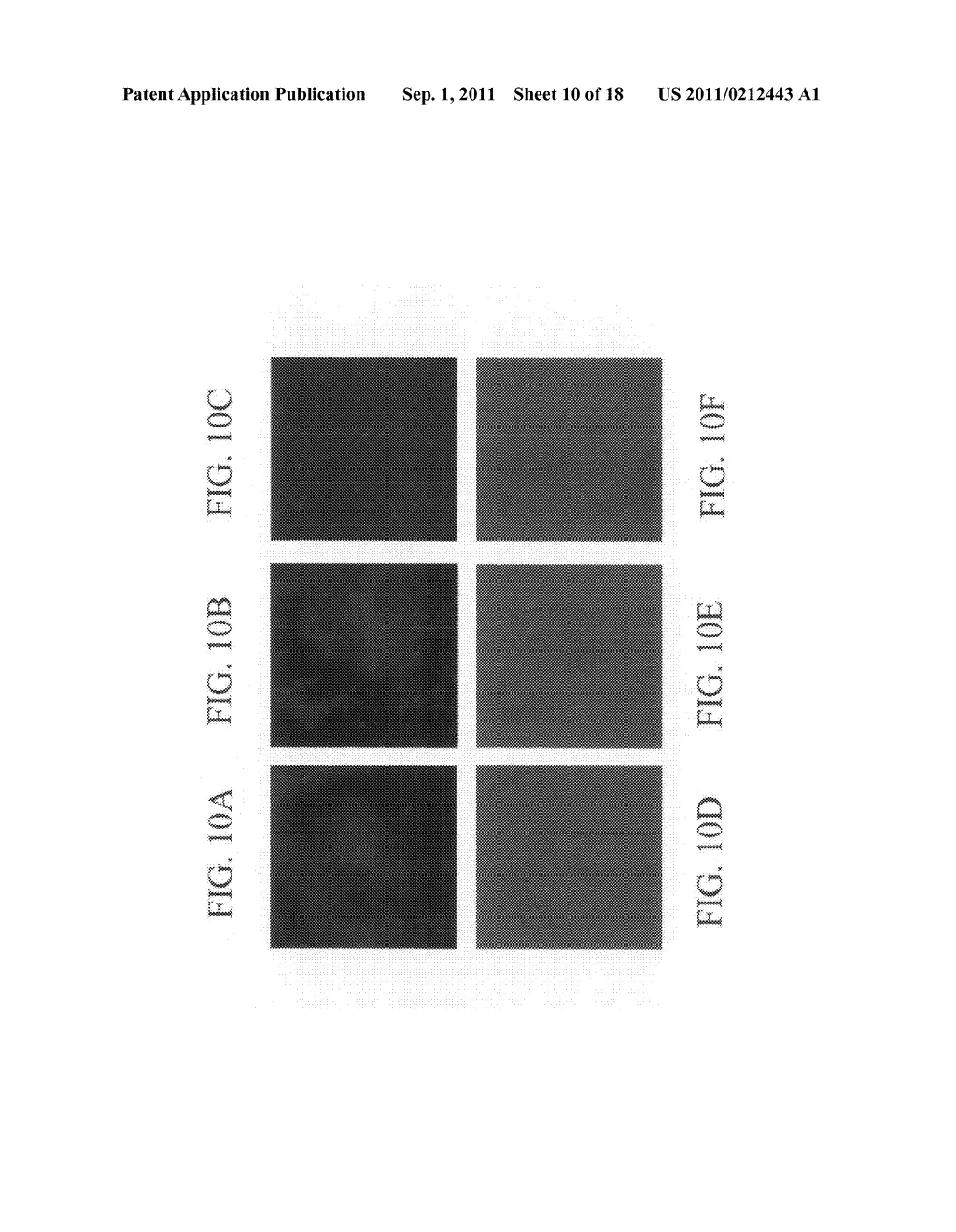 Method for determining the specific growth rate of distinct microbial     populations in a non-homogeneous system - diagram, schematic, and image 11