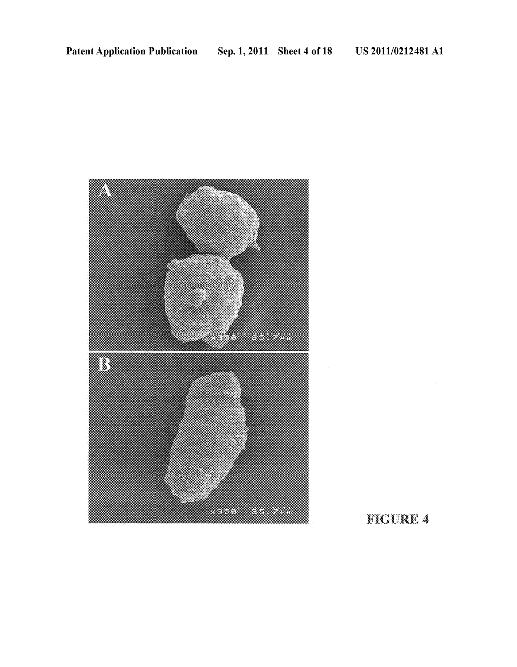 ASSAYS AND METHODS FOR FUSING CELL AGGREGATES TO FORM PROTO-TISSUES - diagram, schematic, and image 05