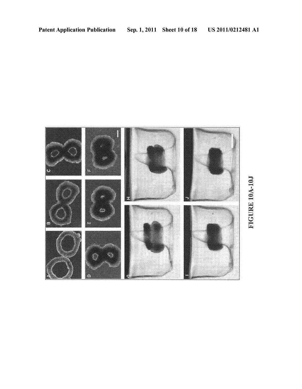 ASSAYS AND METHODS FOR FUSING CELL AGGREGATES TO FORM PROTO-TISSUES - diagram, schematic, and image 11