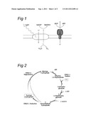 LIGHT-DRIVEN CO2 REDUCTION TO ORGANIC COMPOUNDS TO SERVE AS FUELS OR AS     INDUSTRIAL HALF PRODUCTS BY AN AUTOTROPH CONTAINING A FERMENTATIVE GENE     CASSETTE diagram and image