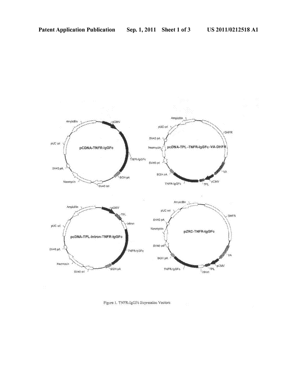 EXPRESSION VECTOR AND METHODS OF PRODUCING HIGH LEVELS OF PROTEINS - diagram, schematic, and image 02