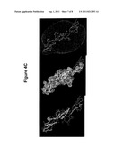 NELL-1 ENHANCED BONE MINERALIZATION diagram and image