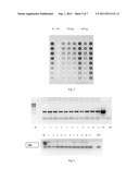 PRODUCTION OF NGF IN PLANT diagram and image