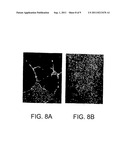 METHODS FOR USING A THREE-DIMENSIONAL STROMAL TISSUE TO PROMOTE     ANGIOGENESIS diagram and image