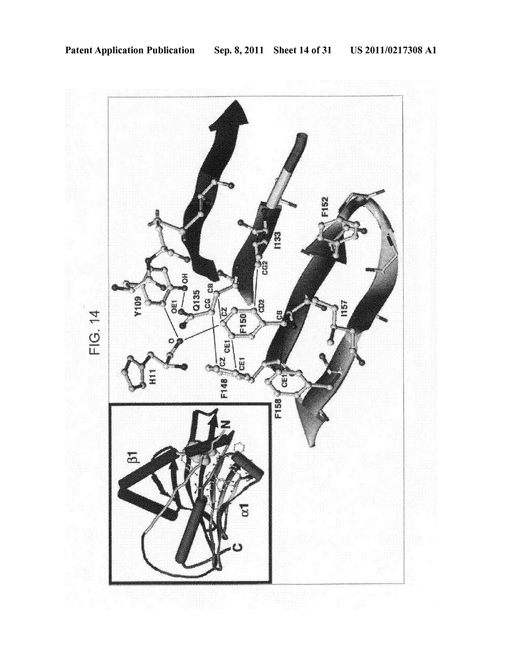 Compositions and methods using recombinant MHC molecules for the treatment     of stroke - diagram, schematic, and image 15