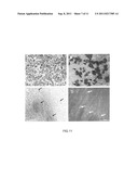 Method for extracting mesenchymal stem cell from human or animal embryo     and for extracting the secretion product thereof diagram and image