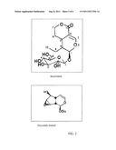 Iridoid Based Formulations diagram and image