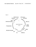 BETAG1-IgG INTRON FOR ENHANCED ANTI-IGF1R EXPRESSON diagram and image