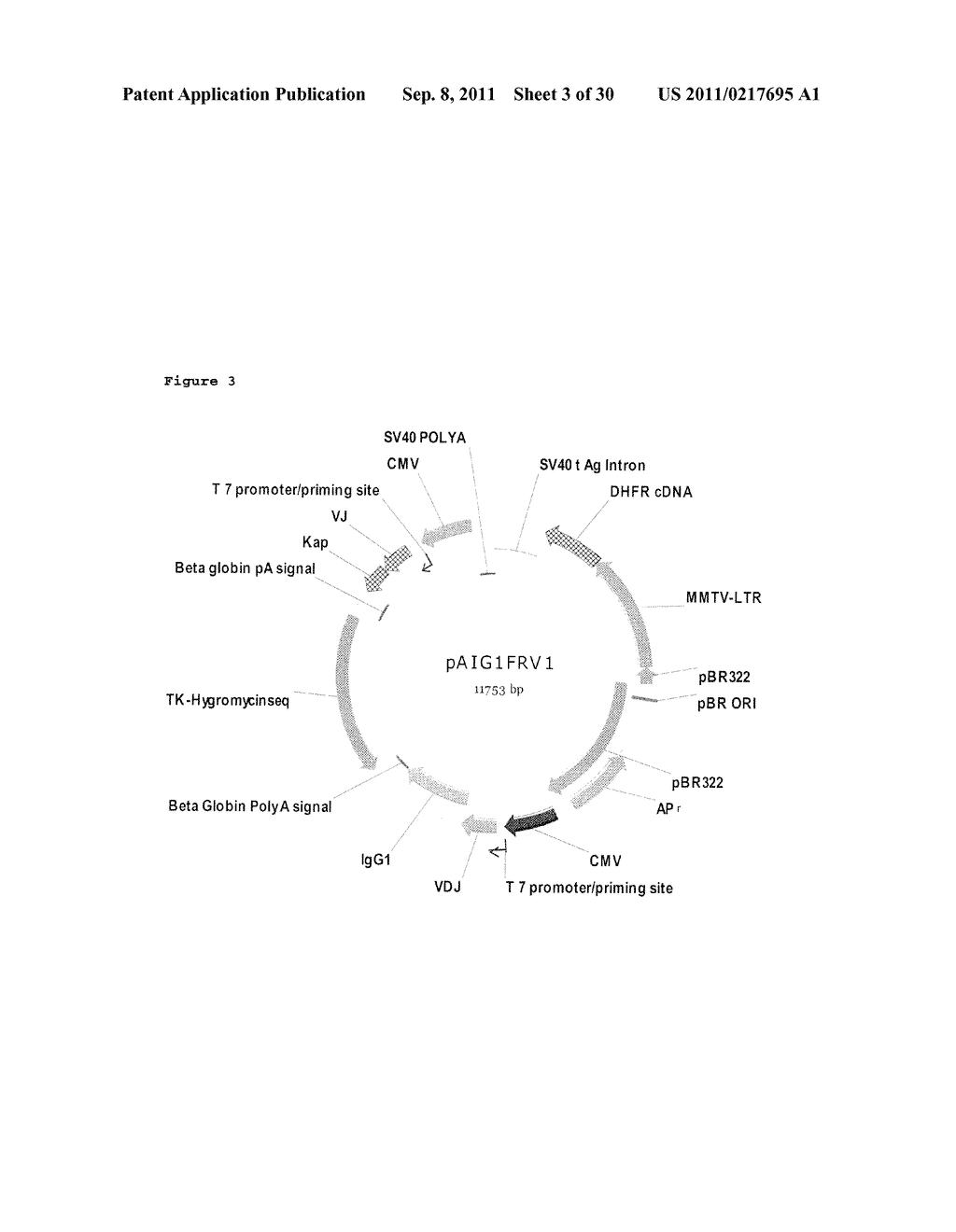 BETAG1-IgG INTRON FOR ENHANCED ANTI-IGF1R EXPRESSON - diagram, schematic, and image 04