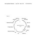 BETAG1-IgG INTRON FOR ENHANCED ANTI-IGF1R EXPRESSON diagram and image