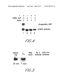 METHOD AND COMPOSITIONS FOR THE DETECTION OF PROTEIN GLYCOSYLATION diagram and image