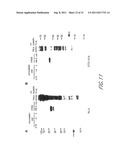 METHOD AND COMPOSITIONS FOR THE DETECTION OF PROTEIN GLYCOSYLATION diagram and image