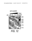 METHOD AND COMPOSITIONS FOR THE DETECTION OF PROTEIN GLYCOSYLATION diagram and image