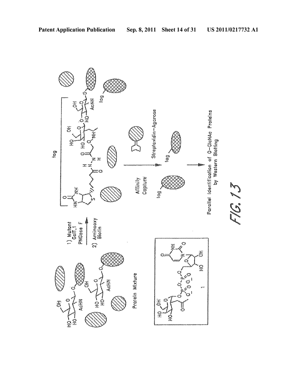 METHOD AND COMPOSITIONS FOR THE DETECTION OF PROTEIN GLYCOSYLATION - diagram, schematic, and image 15