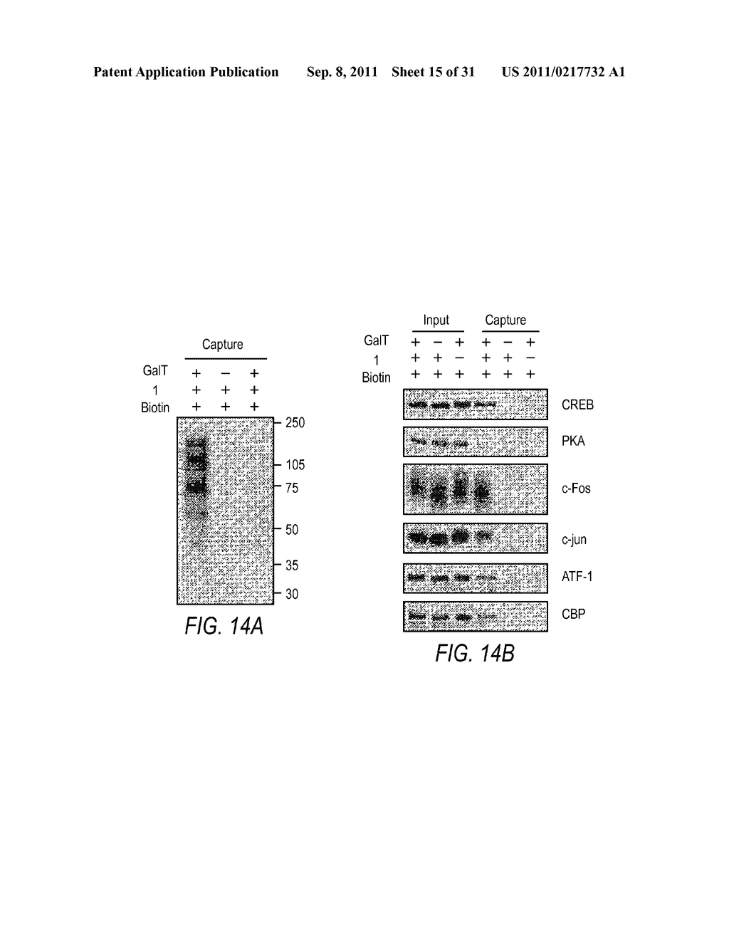 METHOD AND COMPOSITIONS FOR THE DETECTION OF PROTEIN GLYCOSYLATION - diagram, schematic, and image 16