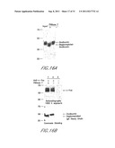 METHOD AND COMPOSITIONS FOR THE DETECTION OF PROTEIN GLYCOSYLATION diagram and image