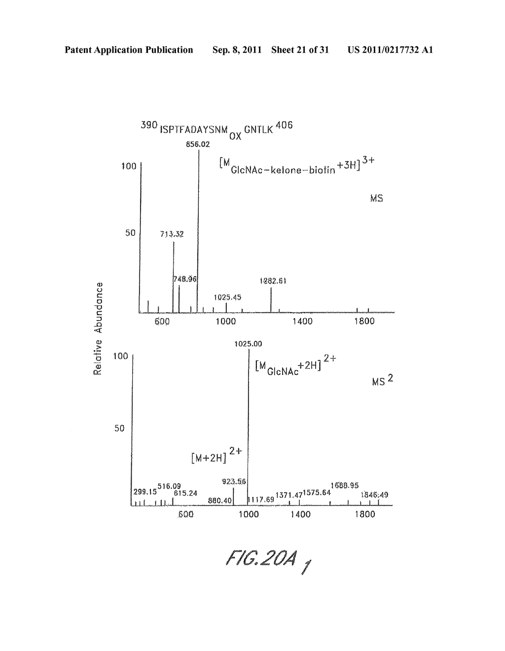 METHOD AND COMPOSITIONS FOR THE DETECTION OF PROTEIN GLYCOSYLATION - diagram, schematic, and image 22