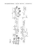 METHOD AND COMPOSITIONS FOR THE DETECTION OF PROTEIN GLYCOSYLATION diagram and image