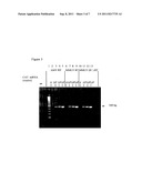 COMPOSITIONS AND METHODS FOR REVERSE TRANSCRIPTASE-POLYMERASE CHAIN     REACTION (RT-PCR) diagram and image