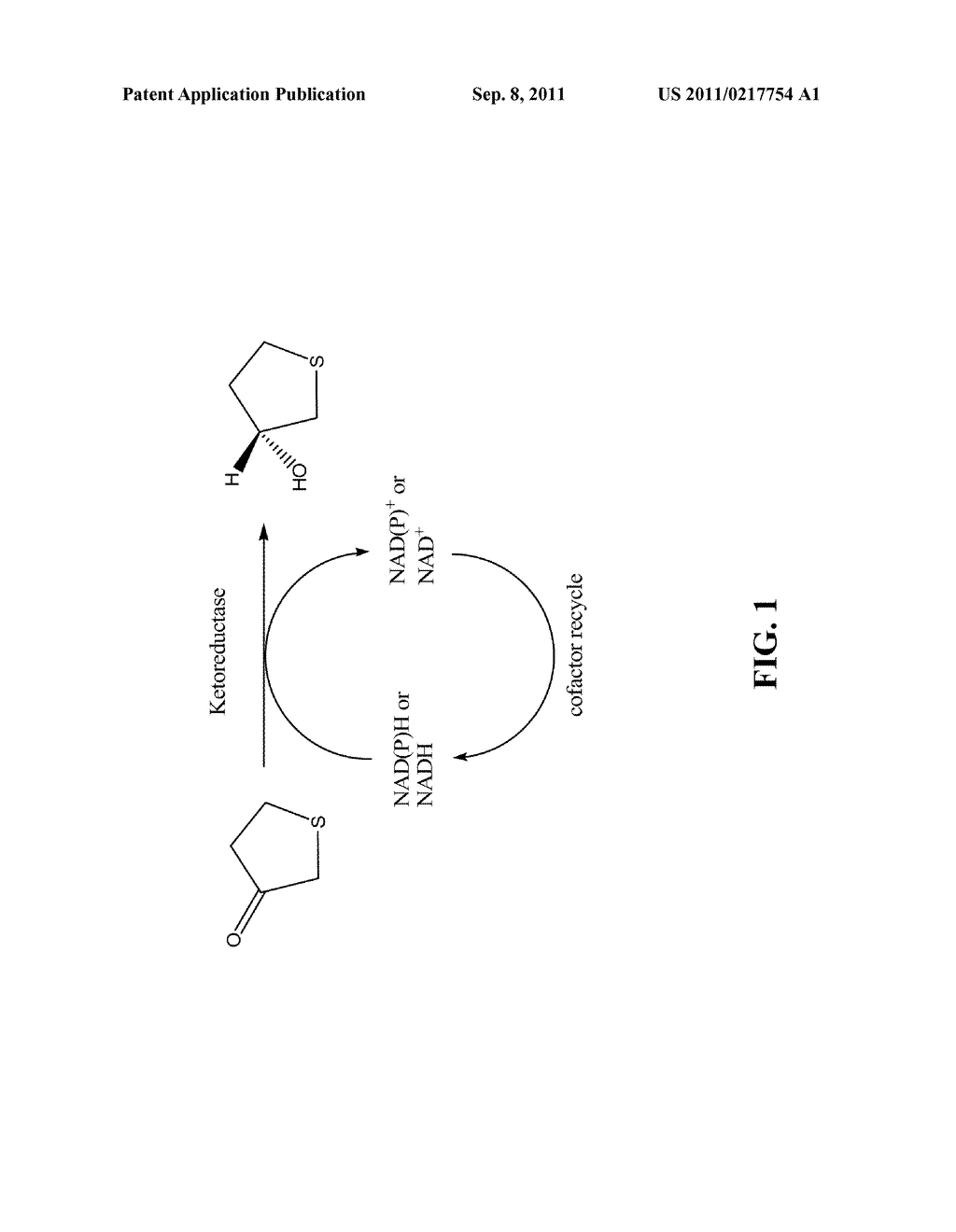 KETOREDUCTASE POLYPEPTIDES FOR THE PRODUCTION OF (R)-3-HYDROXYTHIOLANE - diagram, schematic, and image 02