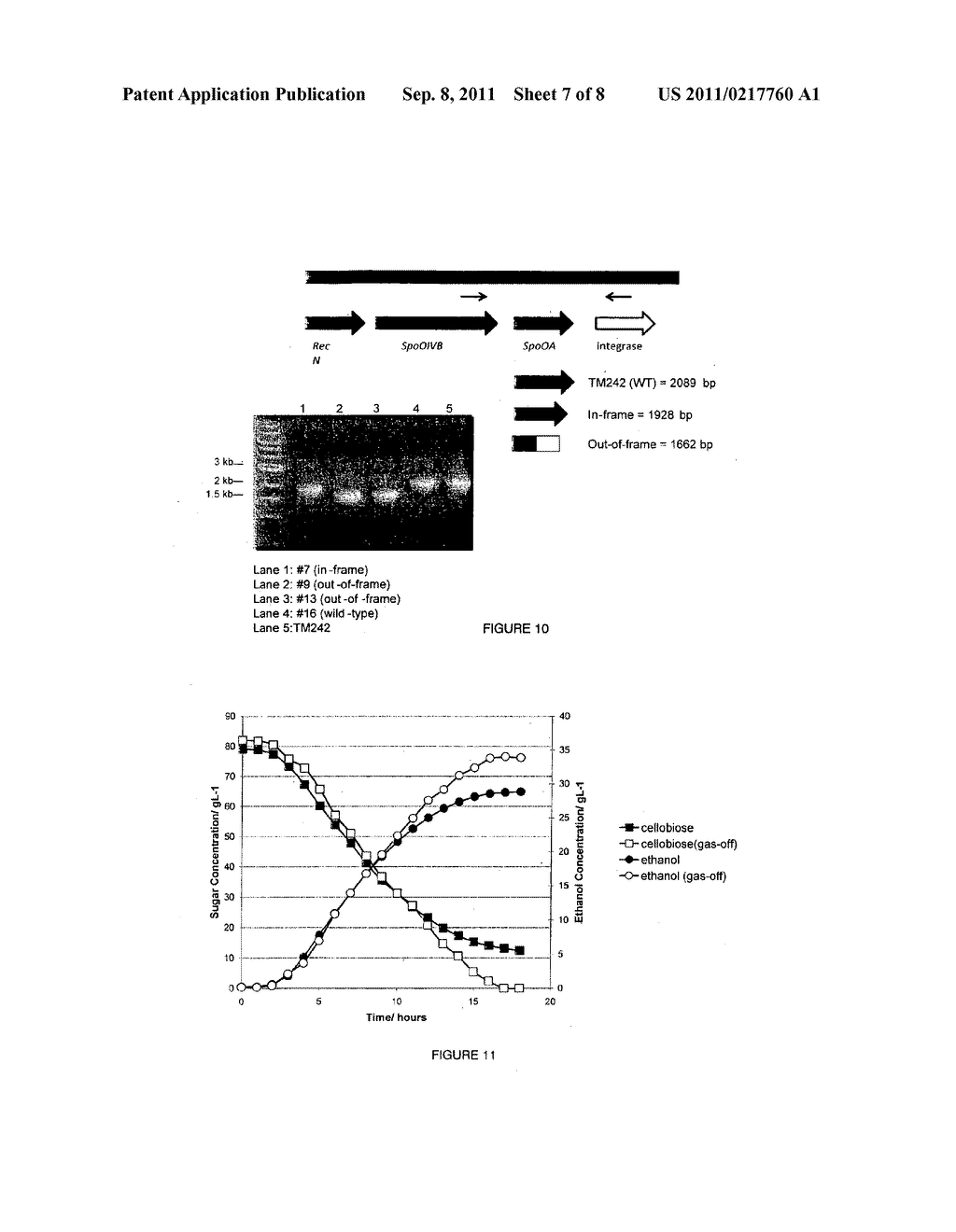 SPORULATION-DEFICIENT THERMOPHILIC MICROORGANISMS FOR THE PRODUCTION OF     ETHANOL - diagram, schematic, and image 08